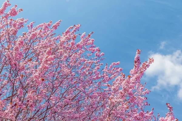 Spring tree with pink flowers almond blossom on blue sky background — Stock Photo, Image