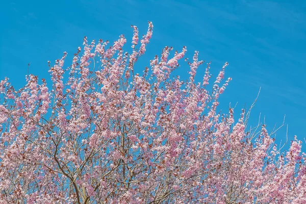 Spring tree with pink flowers almond blossom on blue sky background — Stock Photo, Image