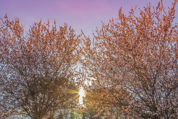 Spring tree with pink flowers almond blossom on a branch on green background, on sunset sky with sun rays light — Stock Photo, Image