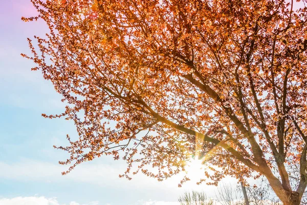 Spring tree with pink flowers almond blossom on a branch on green background, on sunset sky with sun rays light — Stock Photo, Image