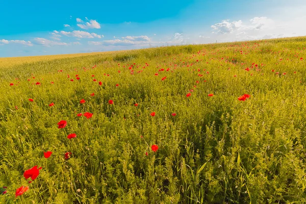 Flowers meadow of red poppies field in windy day under blue sky, rural background — Stock Photo, Image