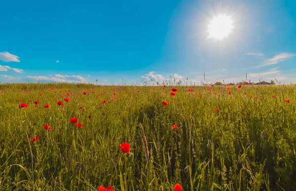 Flowers meadow of red poppies field in windy day under blue sky, rural background — Stock Photo, Image