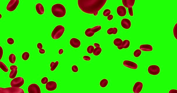 Animation de rendu 3D globules rouges dans une artère, flux à l'intérieur du corps, soins médicaux de santé humaine sur écran vert chromatique — Video