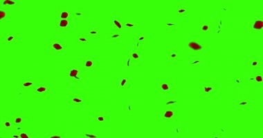 uçan chroma anahtar yeşil ekran arka planı, tatil aşk, ilişki ve Sevgililer günü üzerinde kırmızı gül yaprakları 
