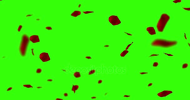 Pétalos de rosa roja volando en clave de croma, fondo de pantalla verde, amor festivo, relación y día de San Valentín — Vídeo de stock
