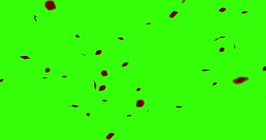 uçan chroma anahtar yeşil ekran arka planı, tatil aşk, ilişki ve Sevgililer günü üzerinde kırmızı gül yaprakları 