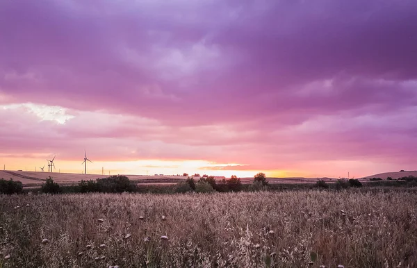 Green grass field landscape under sunset sky in spring with clouds in the background, spring time at dusk — Stock Photo, Image