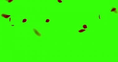 uçan chroma anahtar yeşil ekran arka planı, tatil aşk, ilişki ve Sevgililer günü üzerinde kırmızı gül yaprakları 