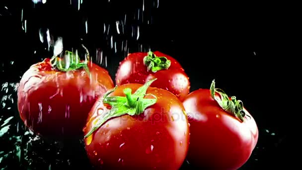 Slow motion of water splash on red tomato on black background, concept of healthy food — Stock Video