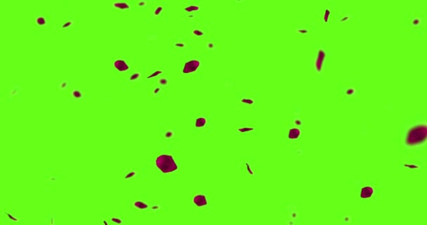 Rote Rosenblätter fliegen auf Chroma-Taste, grüne Bildschirmhintergrund, Urlaub Liebe, Beziehung und Valentinstag — Stockvideo