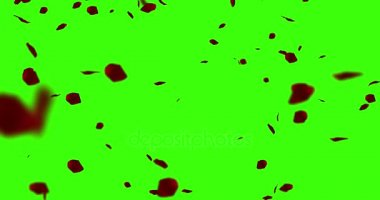 uçan chroma anahtar yeşil ekran arka planı, tatil aşk, ilişki ve Sevgililer günü üzerinde kırmızı gül yaprakları 