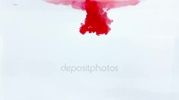 Salpicadura de tinta roja abstracta en el agua sobre fondo blanco — Vídeos de Stock