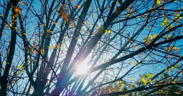 Silueta Árboles Forestales Coloridas Hojas Amarillas Rojas Otoño Cielo Luz — Vídeo de stock