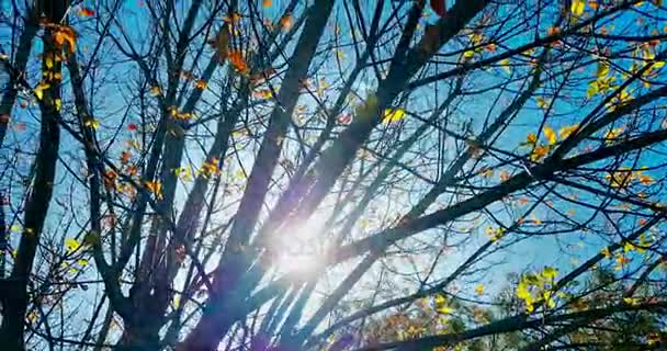 Forest trees silhouette and colorful yellow and red autumn leaves at daylight sky with sun flare rays flying through forest on nature background, concept of nature environment — Stock Footage Forest Trees Silhouette Colorful Yellow Red Autumn Leaves Daylight Sky Royalty Free Stock Footage