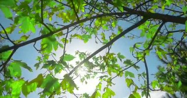 Orman ağaçları siluet ve yeşil yaz yaprakları yaz gökyüzüne güneş patlaması ışınları orman doğa arka plan, doğa çevre kavramı üzerinde uçan ile bahar