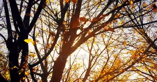 Δάσος Δέντρα Σιλουέτα Ουρανό Ηλιοβασίλεμα Ακτίνες Φωτοβολίδα Που Πετούν Μέσα — Αρχείο Βίντεο