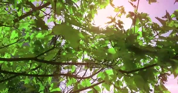 Forest Trees Silhouette Green Spring Summer Leaves Daylight Sky Sun — Stock Video