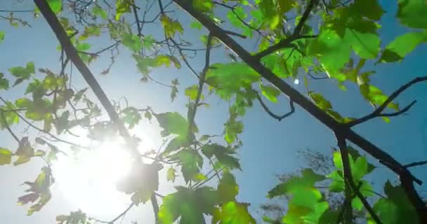 lesní stromy silueta a zelená jarní letní listy na letní oblohu s odlesk paprsky létající lesem na přírodní pozadí, pojem přírodní prostředí