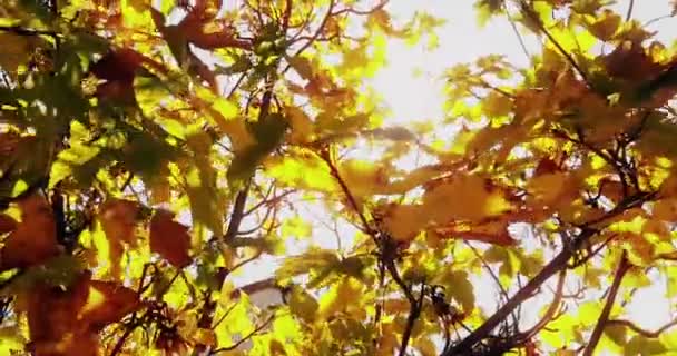 Skogens Träd Silhuett Och Färgglada Gula Och Röda Hösten Lämnar — Stockvideo
