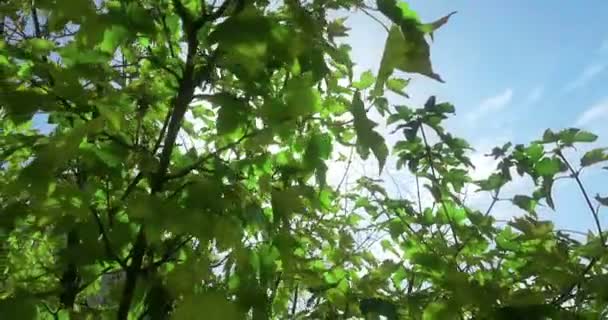 Bosque Árboles Silueta Verde Primavera Verano Hojas Luz Del Día — Vídeos de Stock