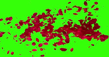 kırmızı gül yaprakları chroma anahtar yeşil ekran arka plan, alfa kanalı, tatil aşk, ilişki ve Sevgililer günü kavramı ile uçan yatay geçiş