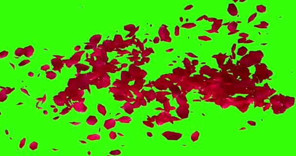 Красные Лепестки Роз Переход Горизонтальный Полет Хрома Ключ Зеленый Фон — стоковое видео