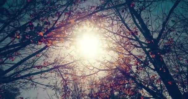 Bosque Árboles Silueta Cielo Colorido Atardecer Con Rayos Sol Volando — Vídeo de stock