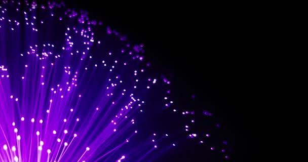 Detail Blue Purple Violet Growing Bunch Optical Fibers Background Fast — Stock Video