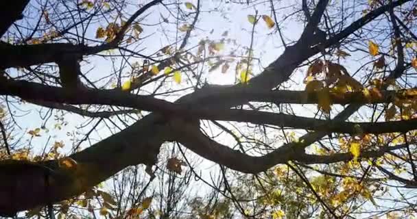 Waldbäume Silhouette Und Grüne Frühling Sommer Blätter Bei Tageslicht Himmel — Stockvideo