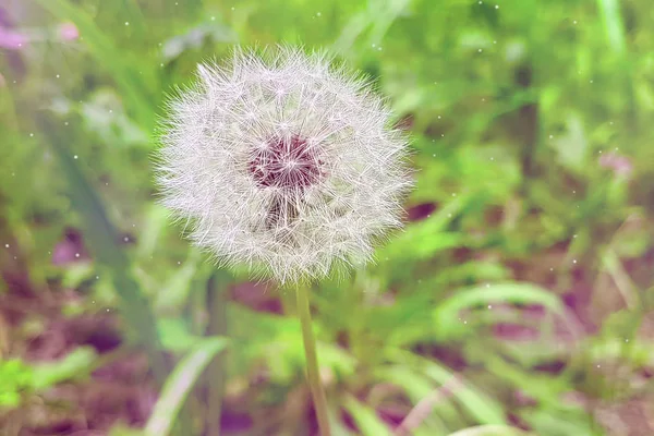 Softly white flower dandelion on the green background, concept o — Stock Photo, Image