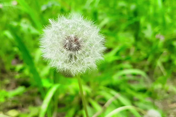 Softly white flower dandelion on the green background, concept o — Stock Photo, Image