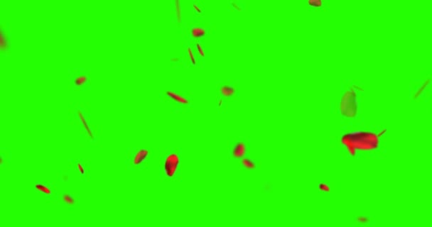 Pétales de rose rouge volant sur la touche chroma, fond d'écran vert, amour et Saint-Valentin — Video