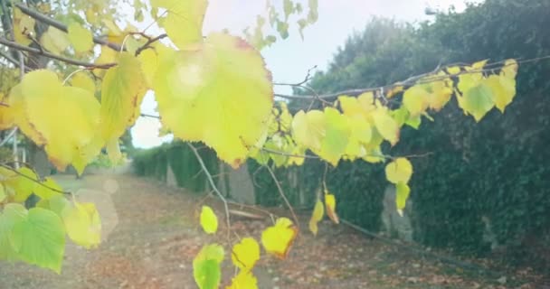 arbres forestiers et feuilles vertes printemps été à