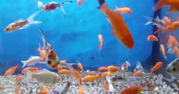 Poissons colorés tropicaux dans l'aquarium avec de l'eau bleue et l'environnement réel, coulant avec lent — Video