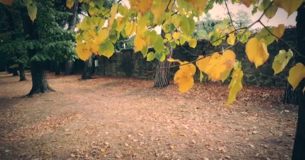 Skogsträd och färgglada gula och röda höst — Stockvideo