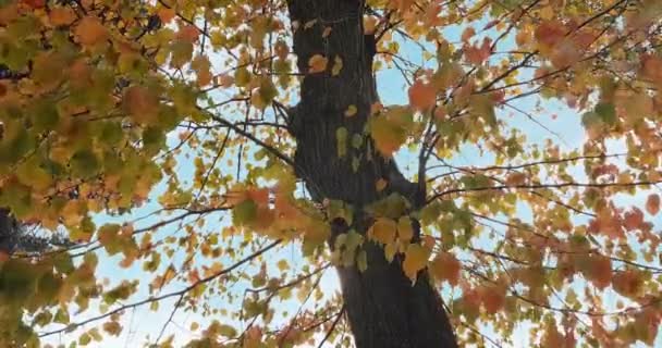 Bosque Árboles Silueta Cielo Puesta Del Sol Con Rayos Sol — Vídeos de Stock