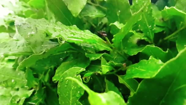 Detail of green leaf and wet when raining drops falling down, slow — Stock Video