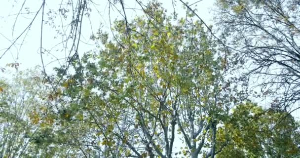 Arbres forestiers vert printemps été feuilles à — Video