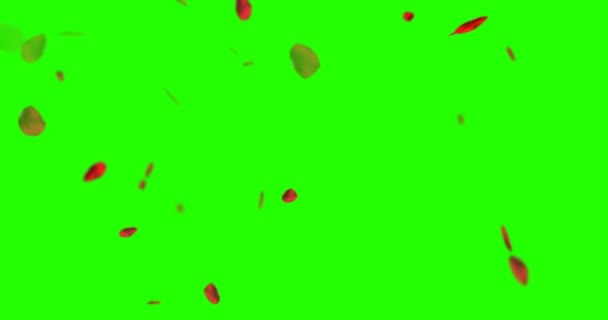 Vermelho pétalas de rosa voando na tecla chroma, fundo de tela verde, amor e valentine — Vídeo de Stock