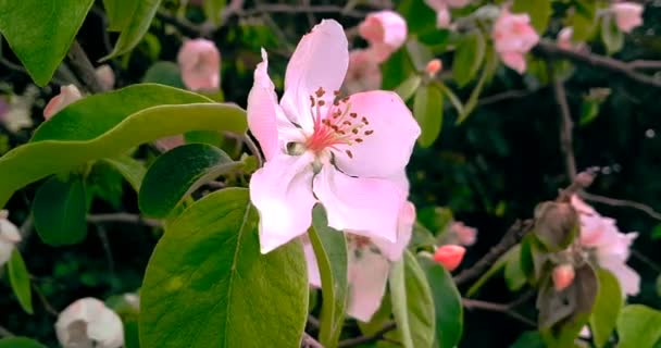 Albero di primavera con fiori rosa fiori di mandorlo su uno sfondo ramo, sul cielo tramonto con tutti i giorni — Video Stock