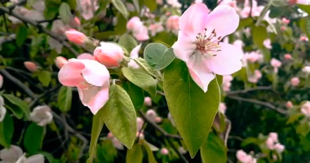 Spring tree with pink flowers almond blossom on a branch background, on sunset sky with daily light with sun — Stock Video