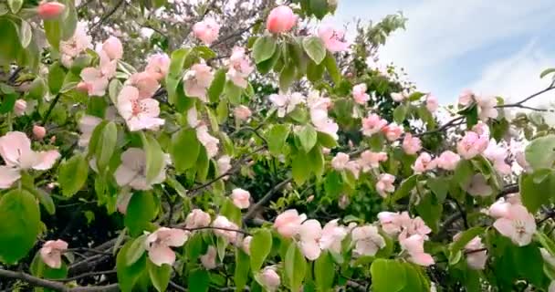 Árbol de primavera con flores rosadas flor de almendra en rama con movimiento al viento, en el cielo azul con todos los días — Vídeos de Stock