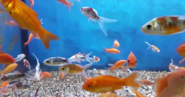 Peces coloridos tropicales en el acuario con agua azul y el medio ambiente real, que fluye con lento — Vídeo de stock