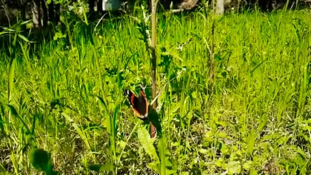 Cámara lenta de la mariposa de colores recoger el néctar de un — Vídeos de Stock