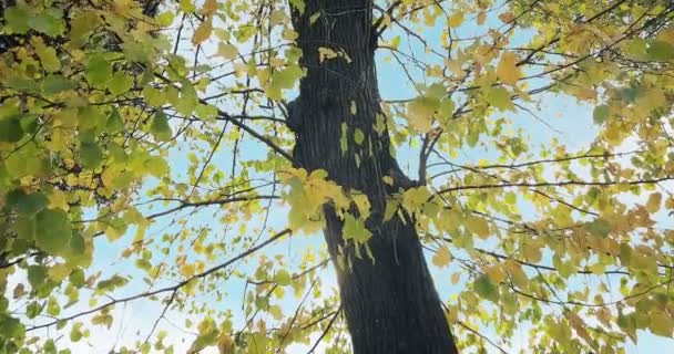 Árboles forestales y coloridos amarillo y verde otoño dejan caer en el viento y la naturaleza de fondo, concepto de la naturaleza — Vídeo de stock