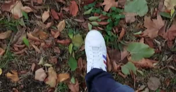 Beyaz spor ayakkabılarını kapat adamım. Renkli bir sonbahar halısı üzerinde üst manzarada yürü. — Stok video