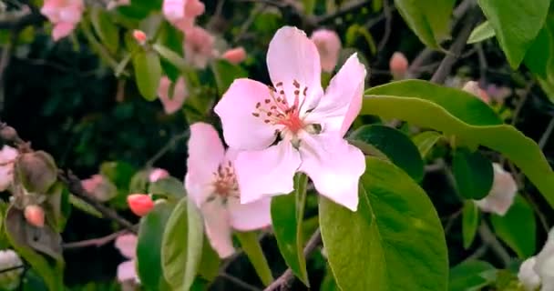 Árbol de primavera con flores rosadas flor de almendra sobre un fondo de rama, en el cielo del atardecer con luz diaria con sol — Vídeos de Stock