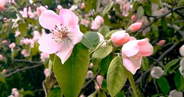 Albero primaverile con fiori rosa fiori di mandorlo su uno sfondo ramo, sul cielo tramonto con luce quotidiana con sole — Video Stock