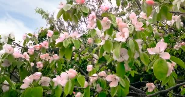 Spring tree with pink flowers almond blossom on branch with movement at wind, on blue sky with daily — Stock Video