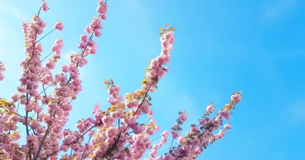 Arbre de printemps avec fleurs roses fleur d'amandier sur branche avec mouvement au vent, sur ciel bleu avec tous les jours — Video